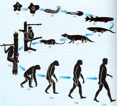 Conceito de evolução Conceito de evolução