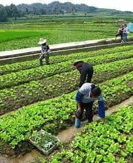 Conceito de agricultura Conceito de agricultura
