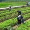 Conceito de agricultura