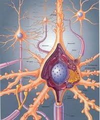 Conceito de fisiologia Conceito de fisiologia