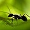Conceito de invertebrados