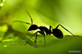 invertebrados