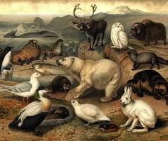 Conceito de fauna Conceito de fauna