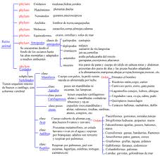 Conceito de taxonomia Conceito de taxonomia