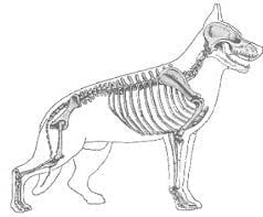 Conceito de vertebrados Conceito de vertebrados
