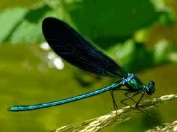 artropodes