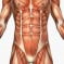 Conceito de abdominal Conceito de abdominal