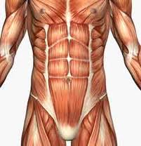 Conceito de abdominal Conceito de abdominal