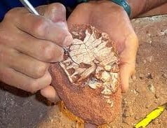 Conceito de paleontologia Conceito de paleontologia