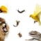 Definição de zoologia Definição de zoologia