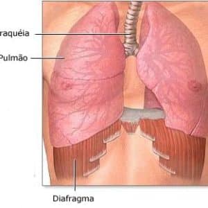 Diafragma O Que Conceito E Defini O