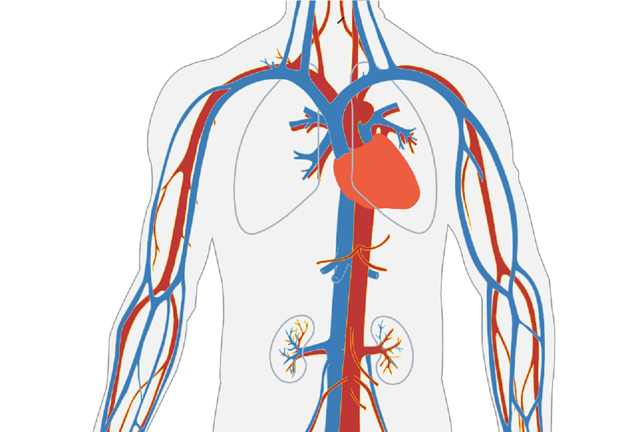 Контроль кровообращения. Сердечно-сосудистая система человека. Сосуды кровеносной системы. Кровеносные сосуды человека.
