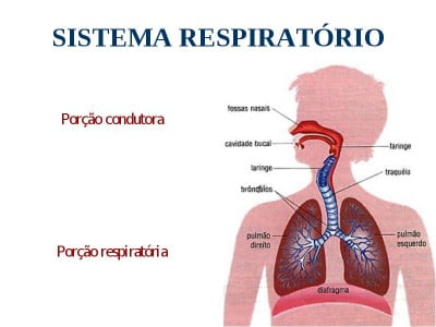 Conceito De Sistema Respiratório - O Que é, Definição E Significado