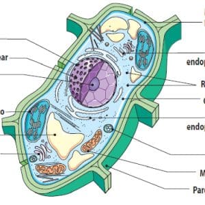 Conceito de parede celular - O que é, Definição e Significado