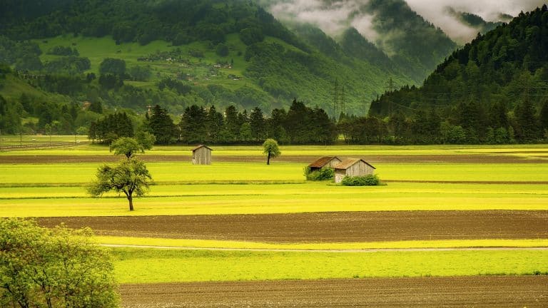 Campo - O que é, conceito, na agricultura e tipos