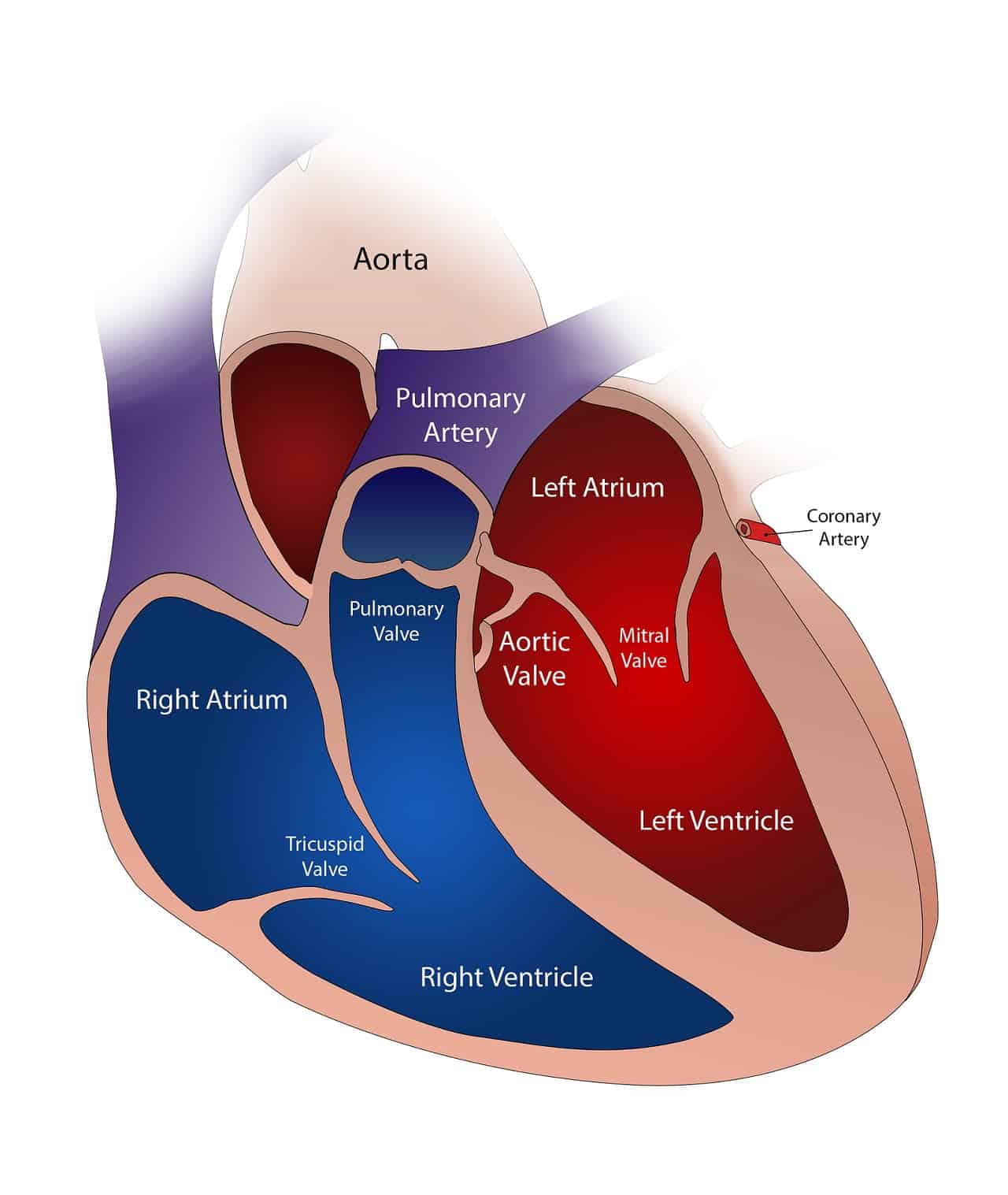 conceito de ciclo cardíaco