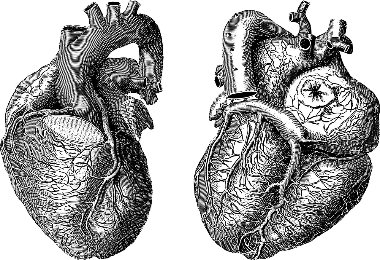 ciclo cardíaco