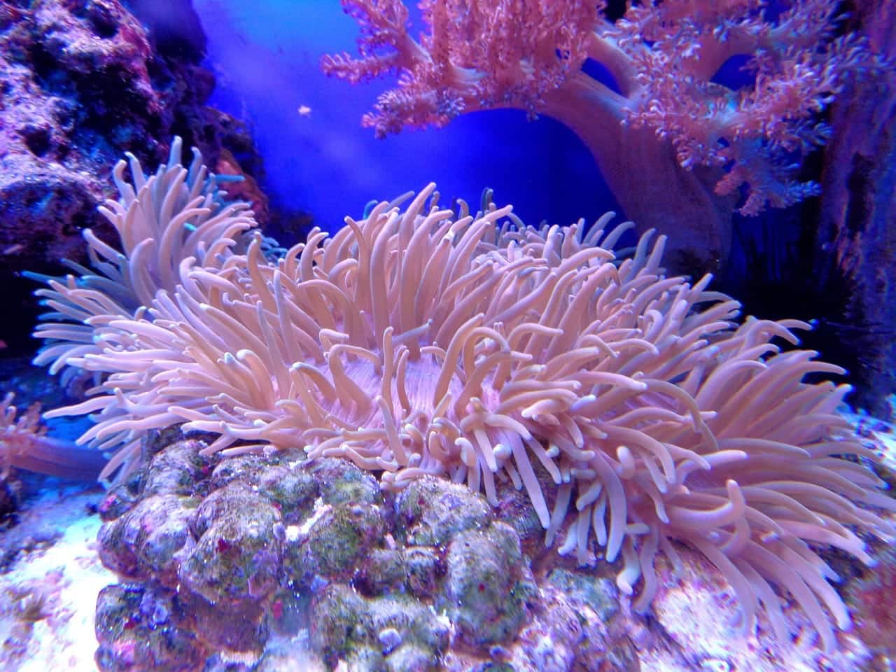 recifes de coral