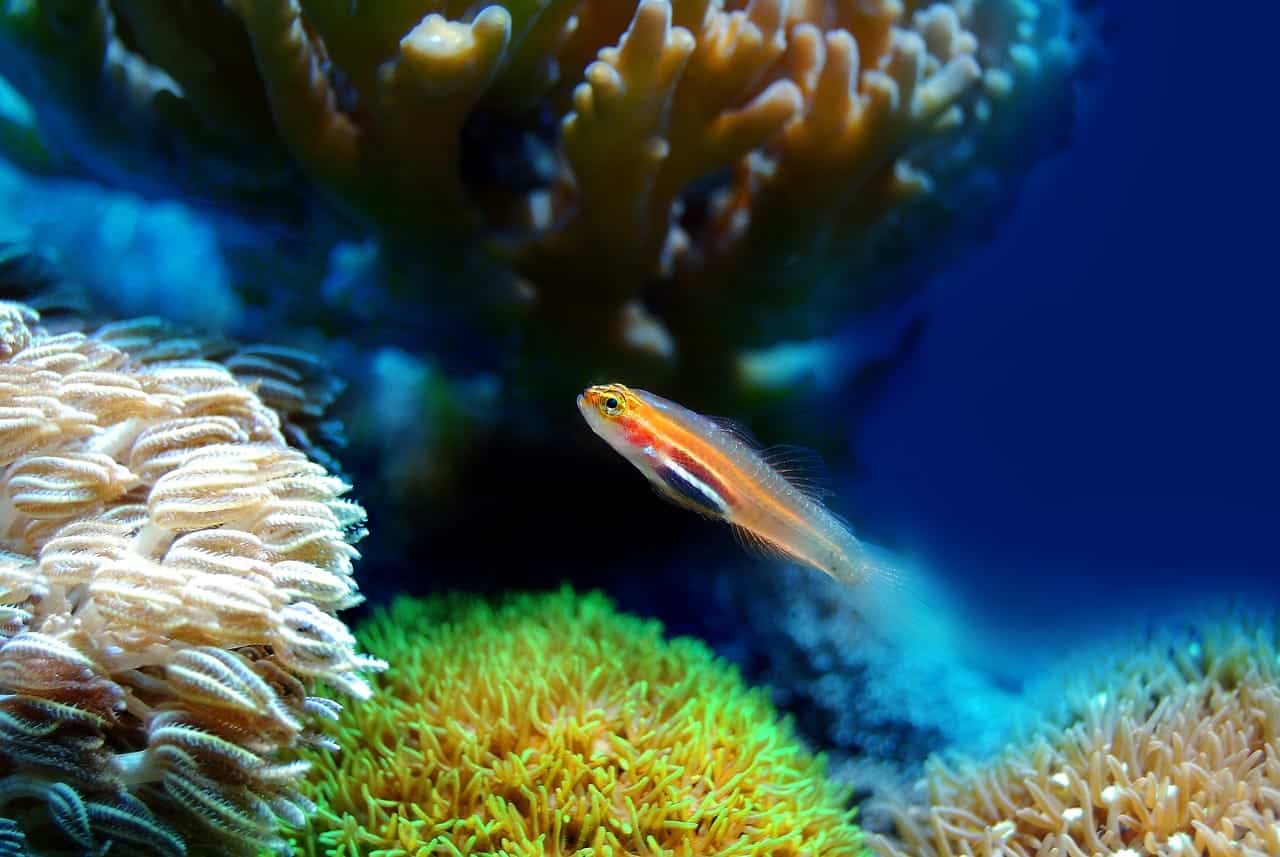 conceito de recifes de coral