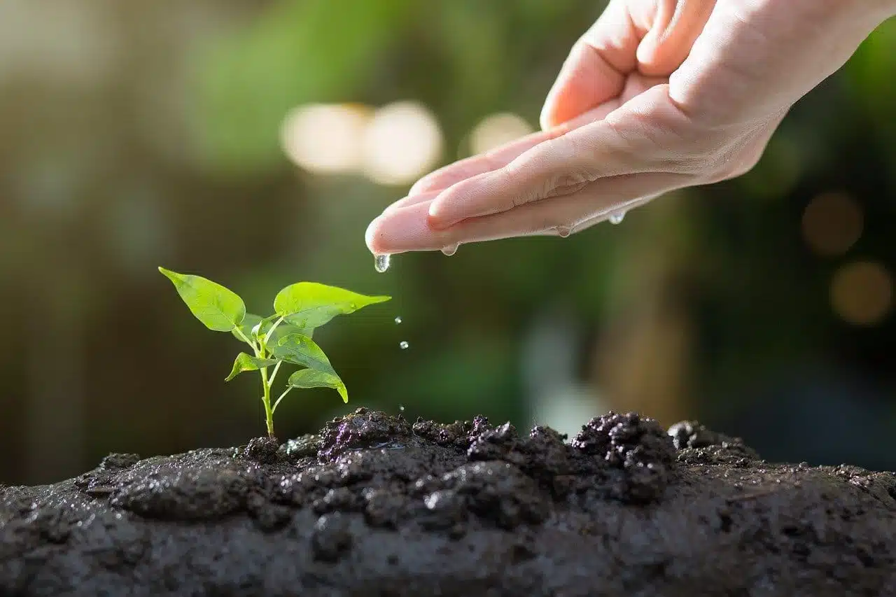 agricultura regenerativa