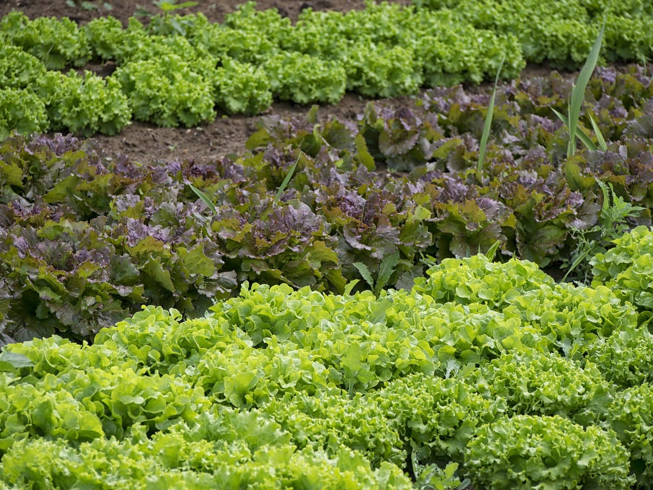 horticultura
