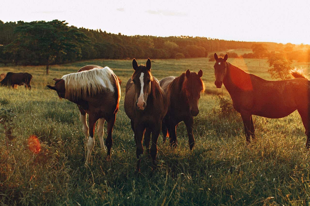 o que é bem-estar animal